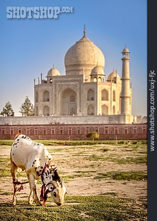 
                Indien, Taj Mahal                   