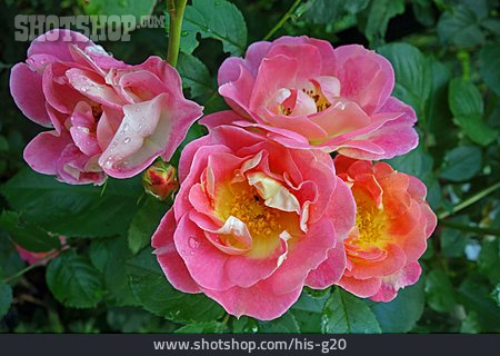 
                Rose, Strauchrose, Herzogin Friederike                   