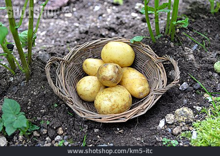 
                Kartoffeln, Kartoffelernte, Kartoffelkorb                   