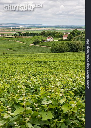 
                Frankreich, Weinanbaugebiet, Champagne                   