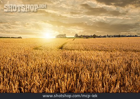 
                Landwirtschaft, Weizenfeld, Getreidefeld                   