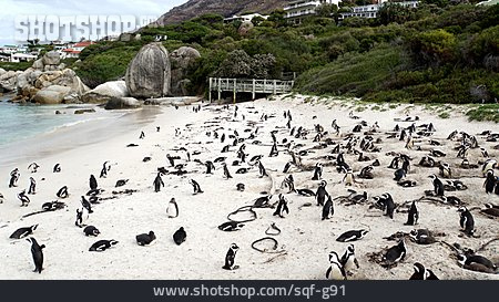 
                Pinguin, Boulders Beach                   