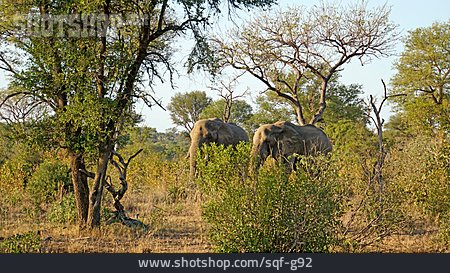 
                Afrikanischer Elefant, Krüger Nationalpark                   