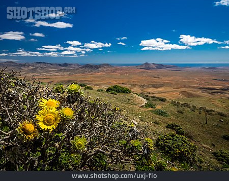 
                Vegetation, Kanaren, Fuerteventura                   