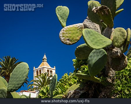
                Kaktus, Kloster, Kanaren, Betancuria                   