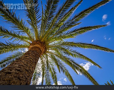 
                Palme, Kokospalme                   