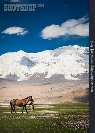 
                Idylle, Pferd, China, Karakorum                   