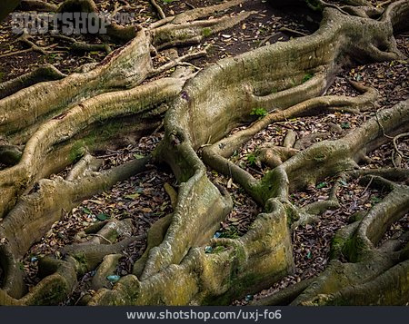 
                Roots, Old Tree, Roots                   
