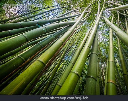 
                Bambus, Azoren, Bambuswald                   