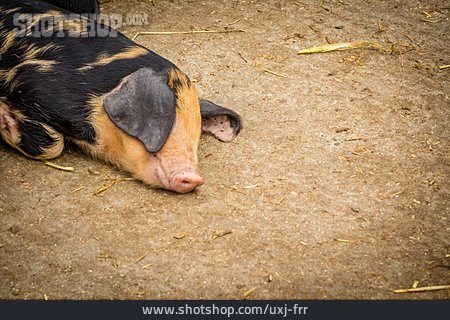 
                Schwein, Bauernhof                   