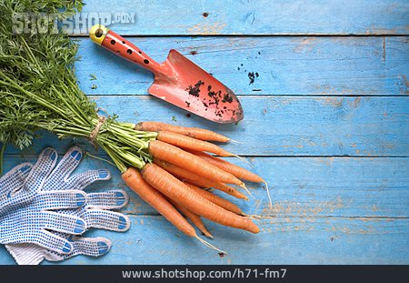 
                Möhren, Karottenanbau, Karottenernte                   