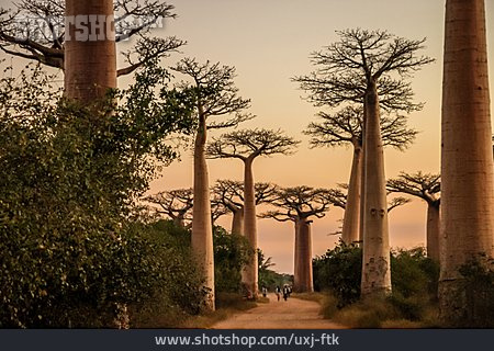 
                Afrika, Affenbrotbaum, Madagaskar                   
