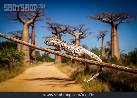 
                Afrika, Leguan, Madagaskar                   