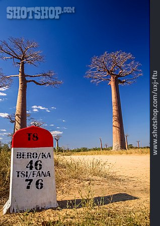 
                Schild, Affenbrotbaum, Madagaskar                   