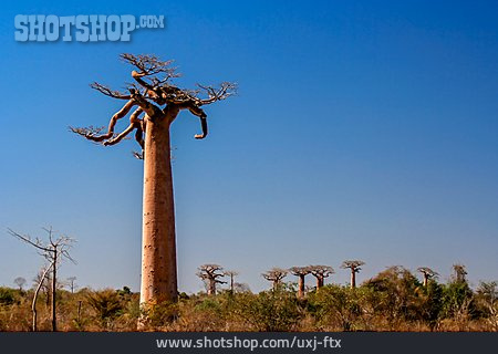 
                Affenbrotbaum, Madagaskar                   