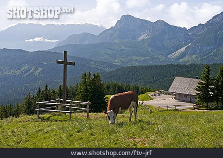 
                Kuh, Berchtesgadener Land, Teisendorf                   