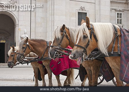 
                Salzburg, Pferdekutsche                   