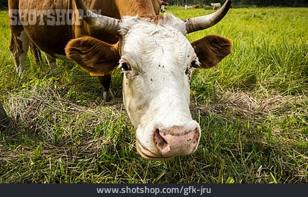 
                Kuh, Viehwirtschaft                   