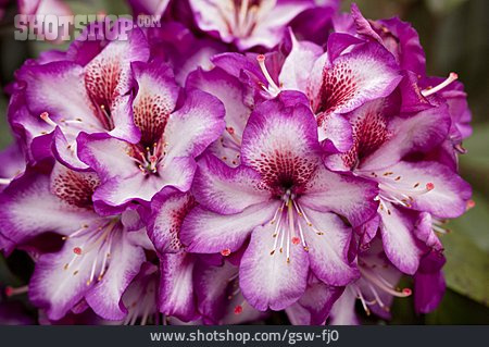 
                Rhododendron, Rhododendronblüte, Rhododendron-hybride                   