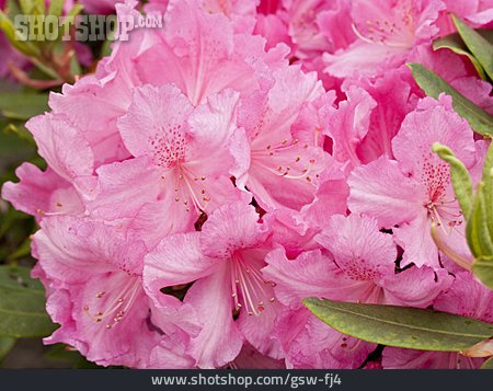 
                Rhododendronblüte                   