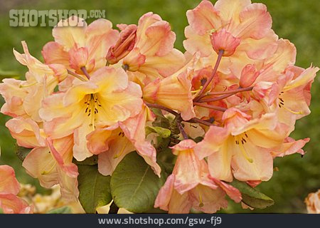 
                Sorte, Rhododendronblüte                   