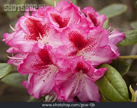 
                Rhododendron, Sorte                   