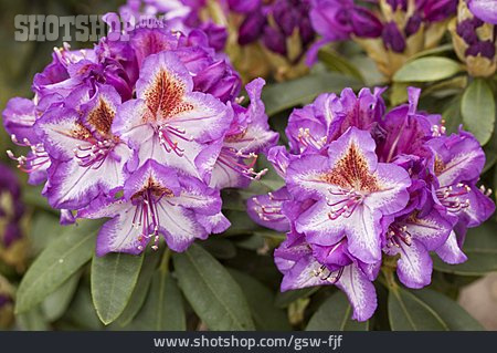 
                Rhododendron, Sorte, Rhododendronblüte                   