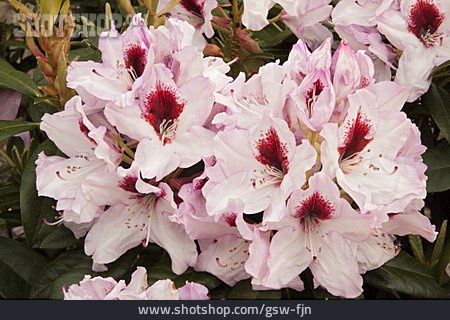 
                Rhododendron, Rhododendron-hybride                   