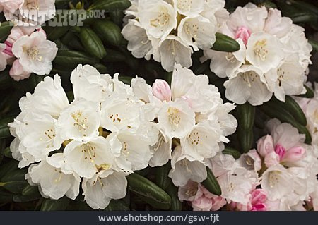 
                Blüte, Rhododendronblüte                   