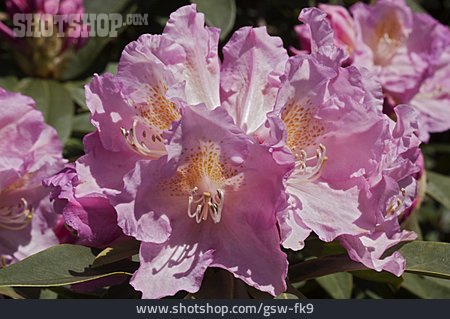 
                Rhododendron, Rhododendronblüte                   