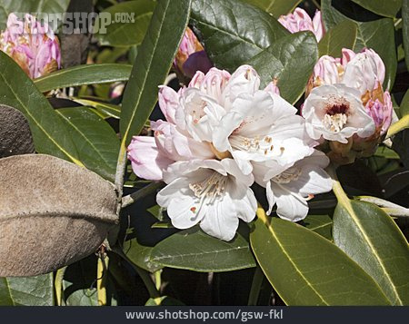 
                Rhododendron, Rhododendron Rex                   