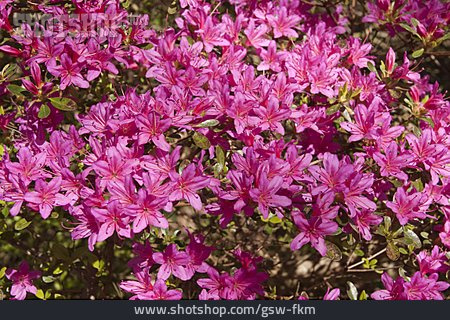 
                Rhododendron, Japanische Azalee                   