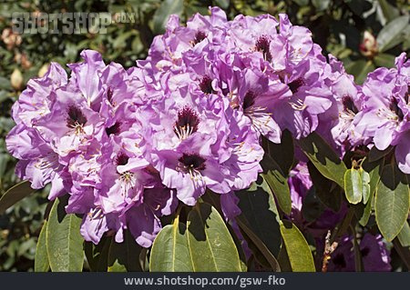 
                Rhododendron, Rhododendronblüte                   