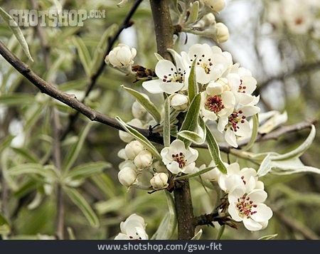 
                Birnenblüte, Weidenblättrige Birne                   