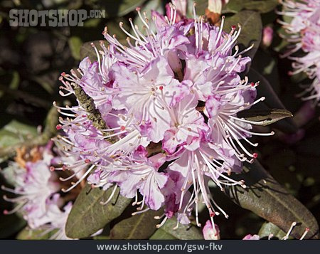
                Rhododendronblüte, Rhododendron Racemosum                   