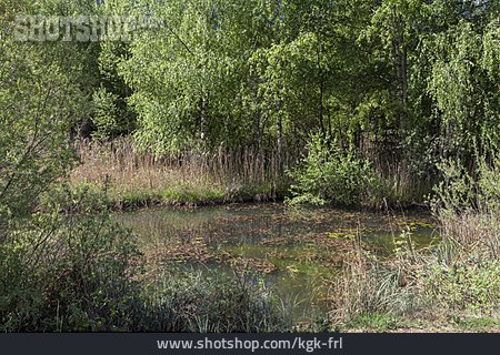 
                Sumpf, Feuchtbiotop, Moor                   