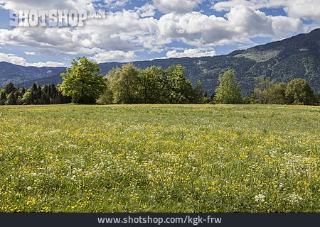 
                Wildblumen, Kärnten, Gailtal                   