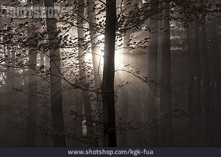 
                Sonnenlicht, Wald, Lichtstrahlen                   