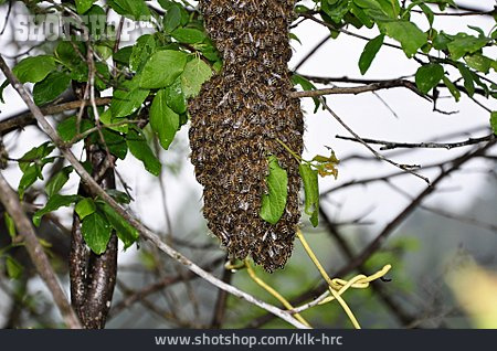 
                Bienenschwarm, Honigbienen                   