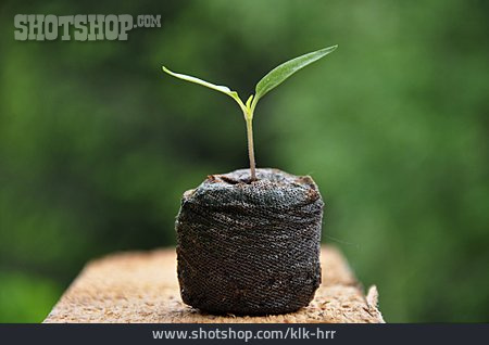 
                Wachstum, Keimling, Anpflanzen, Paprikapflanze                   