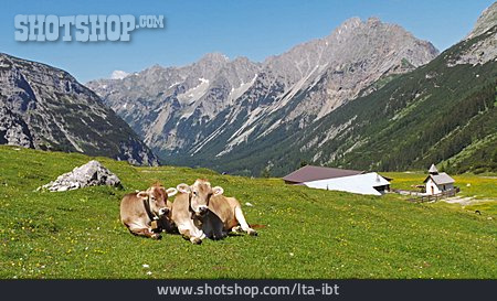 
                Kühe, Tirol, Almsommer                   