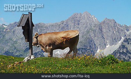 
                Kuh, Karwendel, Alm                   