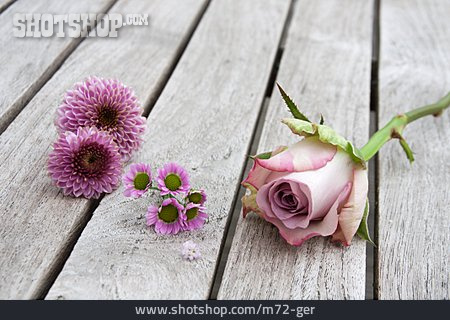
                Rosa, Blüten, Floral                   