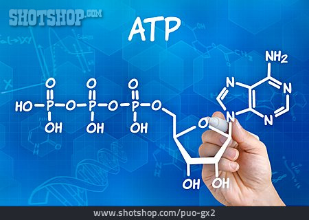 
                Adenosintriphosphat, Atp                   