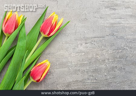 
                Tulpe                   