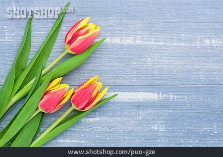 
                Tulpe, Frühling                   