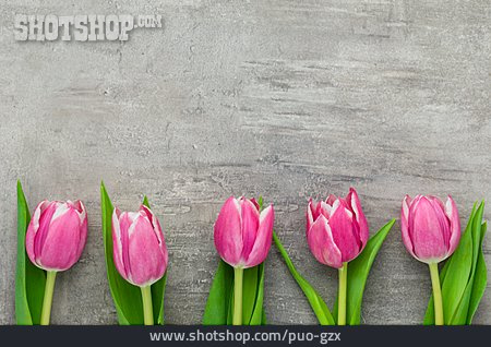 
                Textfreiraum, Valentinstag, Tulpen                   