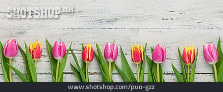 
                Textfreiraum, Frühling, Tulpen                   