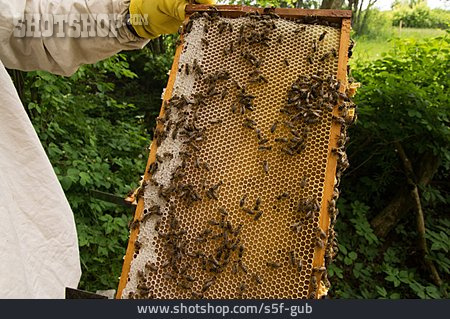 
                Bienenzucht, Honigwabe, Bienenwabe                   