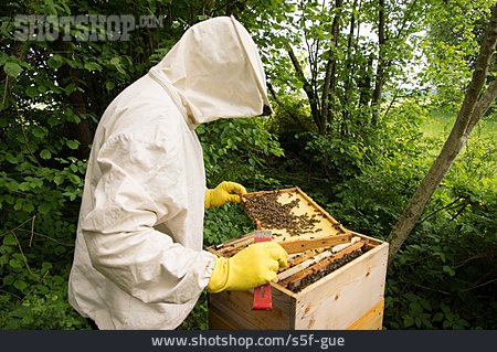 
                Bienenzucht, Imker, Bienenvolk                   